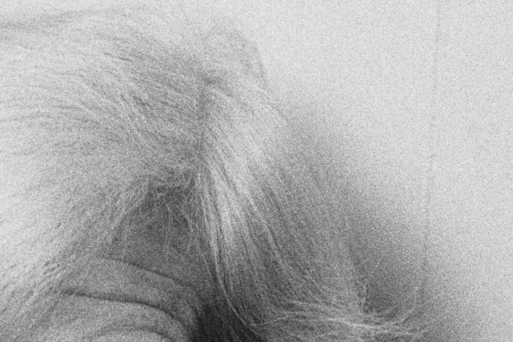 ABUELA VERA 1989 ACOP 2P CROP 50 4